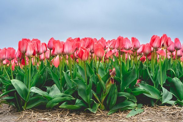 Tables de bistrot à la maison: comment choisir la parfaite