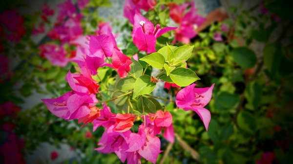 Verrière en bois : élégance naturelle pour votre intérieur