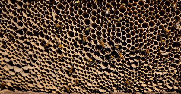 Destruction des nids de frelons : protégez votre jardin !